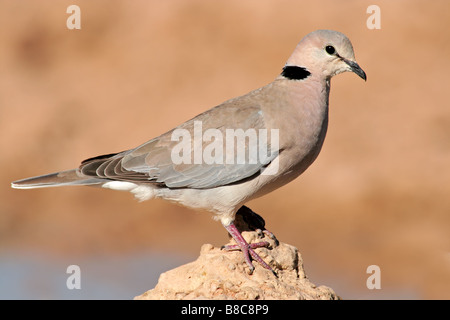 Kap Turteltaube (Streptopelia Capicola) thront auf einem Felsen, Kgalagadi Transfrontier Park, Südafrika Stockfoto