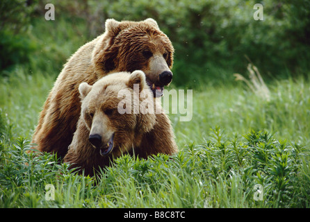 GRIZZLY Bären Paarung Stockfoto