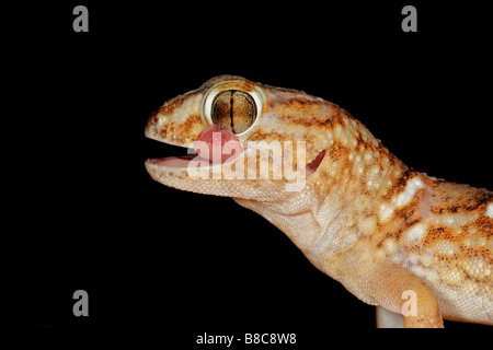 Porträt von einem riesigen Boden Gecko (Chondrodactylus Angulifer), Kgalagadi Transfrontier Park, Südafrika Stockfoto