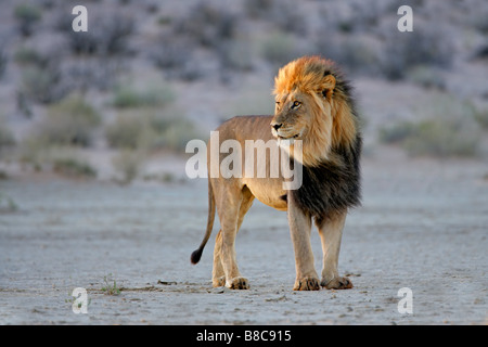Großen männlichen afrikanischen Löwen (Panthera Leo) im späten Nachmittag Licht, Kgalagadi Transfrontier Park, Südafrika Stockfoto
