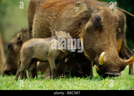 WARZENSCHWEIN mit jungen Stockfoto