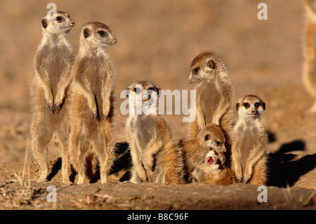SURICATES Aalen Stockfoto