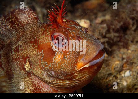 TOMPOT BLENNY Stockfoto