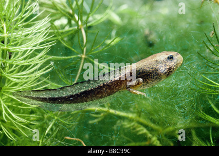 GRASFROSCH Stockfoto