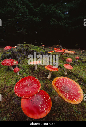 Fliegenpilz-Gruppe Stockfoto