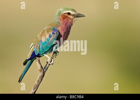 Lilac-breasted Roller (Coratias Caudata) thront auf einem Ast, Etosha Nationalpark, Namibia, Südliches Afrika Stockfoto