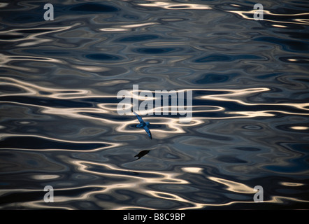 FULMAR im Flug Stockfoto