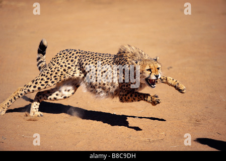 Gepard springen Stockfoto