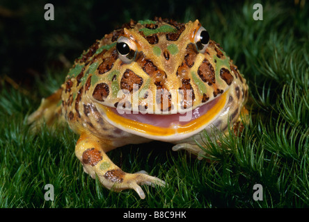 GEHÖRNTE FROSCH Stockfoto