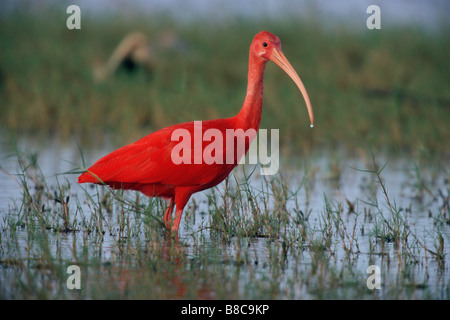 SCARLET IBIS Stockfoto