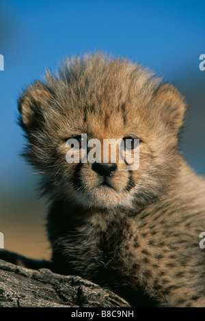 Gepard sechs Wochen alten Stockfoto
