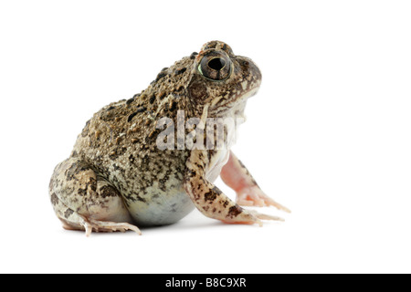 Südlichen afrikanischen Sand Frosch (Tomopterna Cryptotis) auf weiß Stockfoto