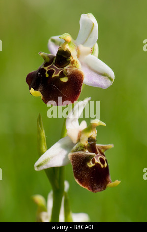 Hummel Ragwurz (Ophrys Holoserica) - europäischen Ophrys Orchidee Stockfoto