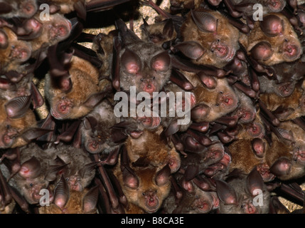 HUFEISEN-FLEDERMÄUSE Stockfoto