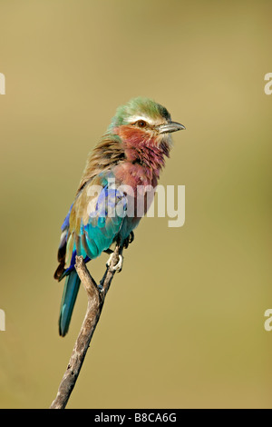 Lilac-breasted Roller (Coratias Caudata) thront auf einem Ast, Etosha Nationalpark, Namibia, Südliches Afrika Stockfoto