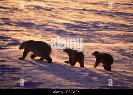 Eisbär & cubs Stockfoto