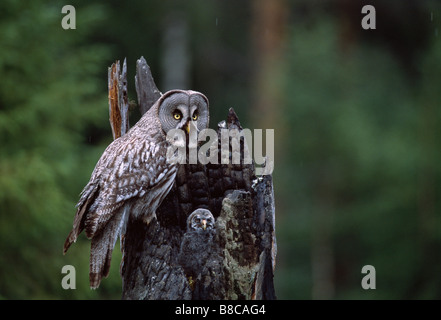 Eule & Küken im nest Stockfoto