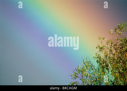 RAINBOW & Birch tree Stockfoto
