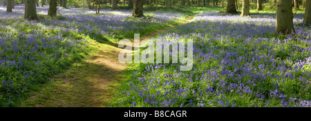 Einen Panoramablick über eine Feder Bluebell Holz in Blickling Norfolk, Großbritannien Stockfoto