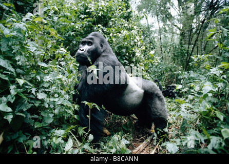FLACHLANDGORILLA Stockfoto