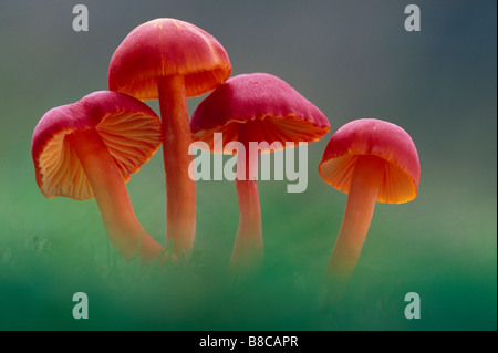 SCHARLACHROTE HAUBE PILZE Stockfoto