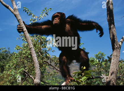 Schimpansen-Männchen Stockfoto