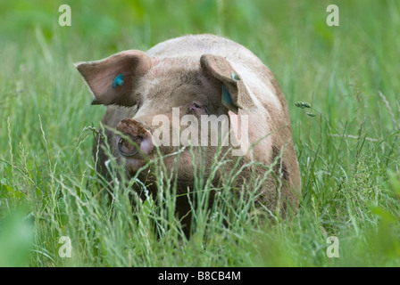 Auf organische Schweinefarm in Perthshire Schottland säen Stockfoto