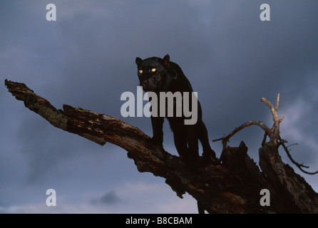 BLACK PANTHER auf Suche Stockfoto