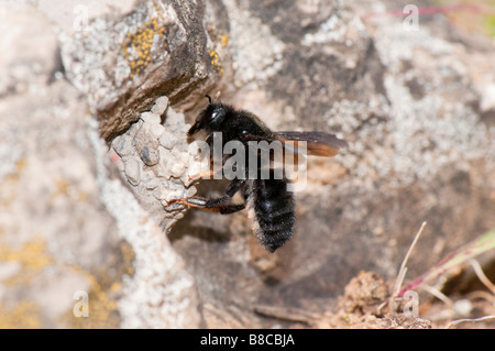 Weibl. Mörtelbiene (Megachile Parietina) Stockfoto