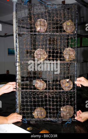 Junge Perle Austern in Netzen Stockfoto