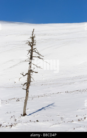 Toter Baum in Föhren, ein Überbleibsel des kaledonischen Waldes in Glen Luibeg, Cairngorm National Park, Aberdeenshire, Schottland. Stockfoto