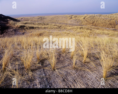 Dünengebieten Grass Stockfoto