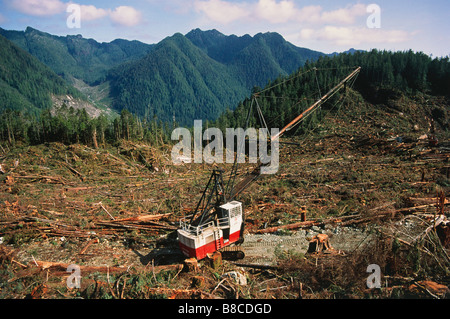 Abholzung des gemäßigten Regenwald Stockfoto