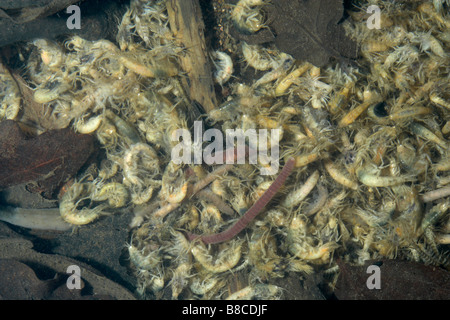 VERSCHMUTZUNG VON FLÜSSEN Stockfoto