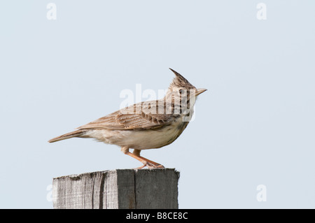 Haubenlerche (Galerida Cristata) - Lark crested- Stockfoto