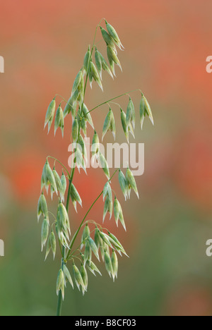 Wild Oats Avena Fatua im Mohnfeld Stockfoto