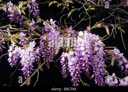 Amerikanische wisteria Stockfoto