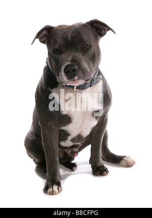 Staffordshire Bull Terrier Hund sitzen Studio Stockfoto