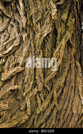 Detail der Wych Ulme Ulmus Glabra Rinde Cartland Klippen Cylde Tal Woodlands national Naturschutzgebiet South Lanarkshire, Schottland Stockfoto