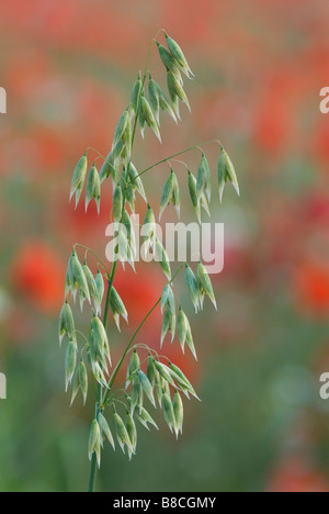 Wild Oats Avena Fatua im Mohnfeld Stockfoto