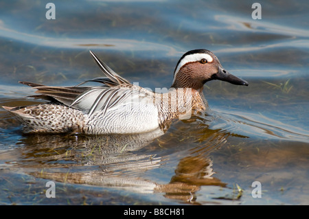 Männl. Knäkente (Anas Querquedula) - Garganey-Drake - Stockfoto