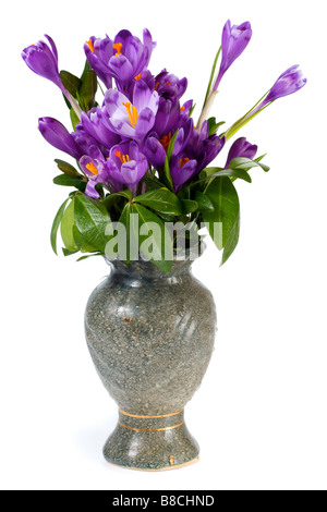 Frühling Urlaub Krokus Blumen in Vase isoliert auf weißem Hintergrund Stockfoto