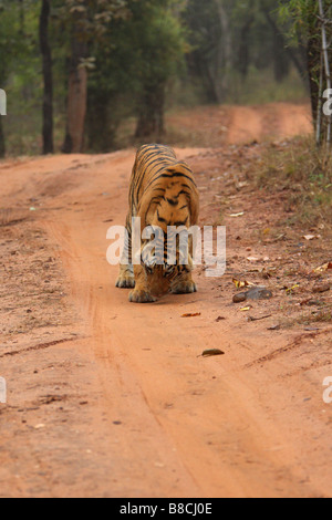 Bengal-Tiger-Panthera Tigris zu Fuß auf einem Feldweg und schnüffeln am Boden Stockfoto