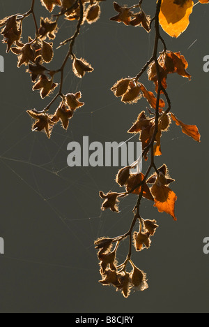 Buche Fagus Sylvatica Mast und Blätter Hintergrundbeleuchtung durch die späte Nachmittagssonne Falls of Clyde Valley Wälder nationale Natur-reserve Stockfoto