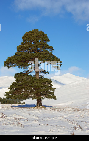 Derry Cairngorm und Föhren Baum von Glen Lui, Cairngorms National Park, Aberdeenshire, Schottland. Stockfoto