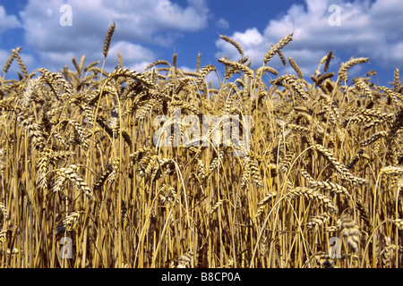 Weichweizen (Triticum Aestivum), Feld Stockfoto