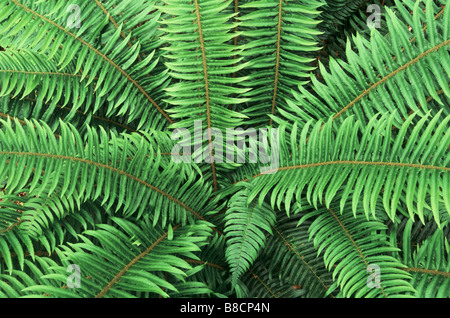 Schwert Farn, Olympic Nationalpark, Quinalt Regenwald, Washington State Stockfoto