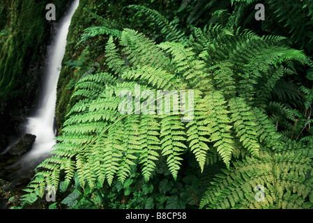 Farn Wasserfall, Olympic Nationalpark, Quinalt Regenwald, US-Bundesstaat Washington Stockfoto