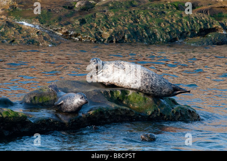 Seehund (Phoca Vitulina) - Seehunde Stockfoto