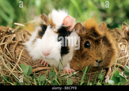 Inländische Meerschweinchen, Cavie (Cavia Porcellus), Rasse: Rosette, zwei in einem Korb Stockfoto